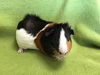 Thorpe, Guinea Pig For Adoption In Imperial Beach, California