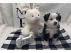 Miniature Australian Shepherd Puppy for sale in Fort Worth, TX, USA