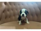 Boston Terrier Puppy for sale in San Antonio, TX, USA