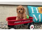 Cavapoo Puppy for sale in Fort Wayne, IN, USA