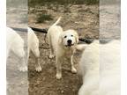 Great Pyrenees PUPPY FOR SALE ADN-827983 - Blue and Oakley Puppies born on May 4