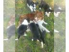 Border Collie PUPPY FOR SALE ADN-827845 - Border Collies ABCA Registered Long