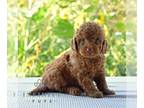 Goldendoodle (Miniature) PUPPY FOR SALE ADN-827946 - Mini Goldendoodle