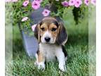 Beagle PUPPY FOR SALE ADN-827935 - Beagle