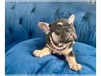 French Bulldog PUPPY FOR SALE ADN-827879 - BLACK TAN TRI ISABELLA CARRIER