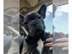 French Bulldog PUPPY FOR SALE ADN-827874 - AKC French bulldog puppies