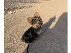 Yorkshire Terrier PUPPY FOR SALE ADN-827740 - Yorkie