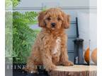 Cavapoo PUPPY FOR SALE ADN-827733 - f1 Cavapoo