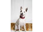 Adopt Maddy a White - with Black Jack Russell Terrier / Mixed dog in San