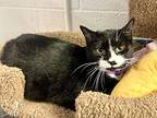 Rena In Ct, Domestic Shorthair For Adoption In East Hartford, Connecticut