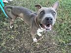 Roscoe, American Staffordshire Terrier For Adoption In Tulare, California