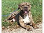 Bentley, American Staffordshire Terrier For Adoption In Marietta, Ohio