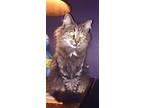 Miss Mcguffey Lane, Maine Coon For Adoption In Columbus, Ohio