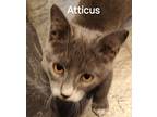 Atticus 4137, Domestic Shorthair For Adoption In Dallas, Texas