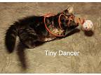 Tiny Dancer 4145, Domestic Mediumhair For Adoption In Dallas, Texas