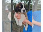 Saint Bernard PUPPY FOR SALE ADN-828223 - Saint Bernard puppies