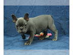 French Bulldog PUPPY FOR SALE ADN-828086 - AKC French Bulldog Puppies