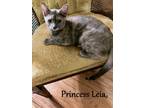 Adopt Princess Leia a Domestic Shorthair / Mixed (short coat) cat in Hoover