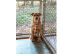 Adopt Sally Sue a Red/Golden/Orange/Chestnut - with White Mixed Breed (Large) /