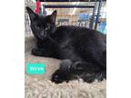 Adopt Wren a Domestic Shorthair / Mixed (short coat) cat in Richmond