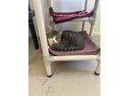 Adopt Hawthorne a Domestic Shorthair / Mixed (short coat) cat in Bourbonnais