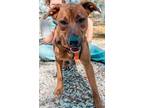 Adopt Gracie Grace a Red/Golden/Orange/Chestnut - with White Mixed Breed (Large)