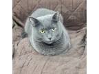 Adopt Olive a Gray or Blue Domestic Shorthair / Mixed cat in Patchogue