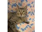 Bonniebel, Domestic Shorthair For Adoption In Canton, South Dakota