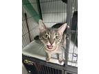 Carrie, Domestic Shorthair For Adoption In Dallas, Texas