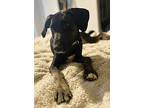 Marie Curie, Labrador Retriever For Adoption In Newport, Kentucky