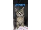 Jonesy, Domestic Shorthair For Adoption In Taylor, Michigan