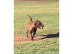 Pudding, Chesapeake Bay Retriever For Adoption In Gilbert, Arizona