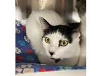 Marinara, Domestic Shorthair For Adoption In Santa Rosa, California