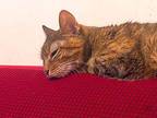 Mary's Cookie, Domestic Shorthair For Adoption In Brooklyn, New York