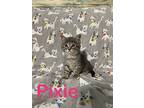 Pixie, Domestic Shorthair For Adoption In Vassar, Michigan