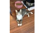 Brie, Domestic Shorthair For Adoption In New Woodstock, New York