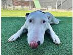 Boo Berry, Bull Terrier For Adoption In Phoenix, Arizona