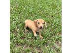 Dachshund Puppy for sale in Ocala, FL, USA