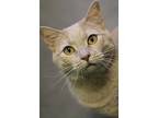 Phyllis, Domestic Shorthair For Adoption In Merriam, Kansas