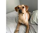 Ginger M.t., Labrador Retriever For Adoption In Norman, Oklahoma