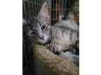 Asher, Domestic Shorthair For Adoption In Lorain, Ohio