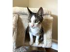 Tiny Tiger, Domestic Shorthair For Adoption In Carlisle, Pennsylvania