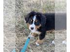 Bernese Mountain Dog PUPPY FOR SALE ADN-828447 - Meet Kai