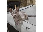 Uno, Domestic Shorthair For Adoption In Lenhartsville, Pennsylvania