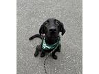 Dax, Flat-coated Retriever For Adoption In Lynnwood, Washington