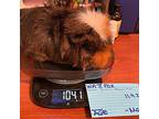 Wattfox, Guinea Pig For Adoption In Salisbury, Massachusetts