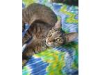 Tallulah, American Shorthair For Adoption In Scotland Neck, North Carolina