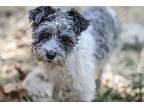 Jasper, Schnauzer (miniature) For Adoption In Homer Glen, Illinois