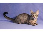 Mustang Sally, Domestic Shorthair For Adoption In Shawnee Mission, Kansas