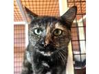 Spades, Domestic Shorthair For Adoption In Fernandina Beach, Florida